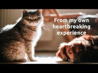 Pet Euthanasia, Cat and Dog Owner Advice