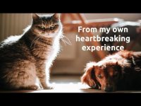 Pet Euthanasia, Cat and Dog Owner Advice Pet Euthanasia, Cat and Dog Owner Advice